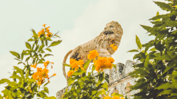 Astrology musings for Leo season