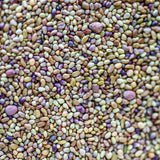 sprouting seeds