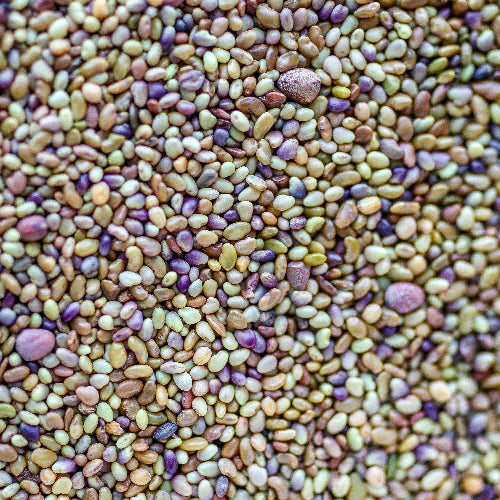 sprouting seeds