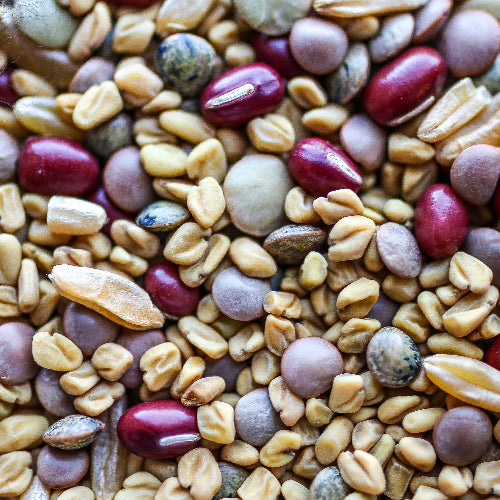 sprouting seeds