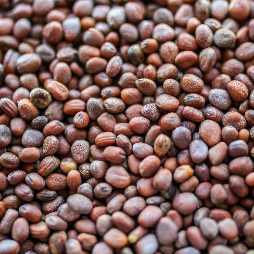 sprouting seeds
