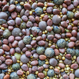 sprouting seeds