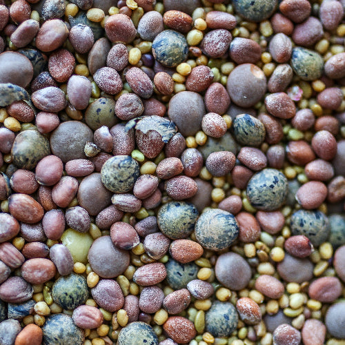 sprouting seeds