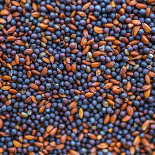 sprouting seeds