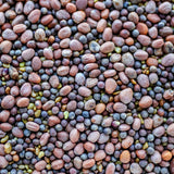 sprouting seeds
