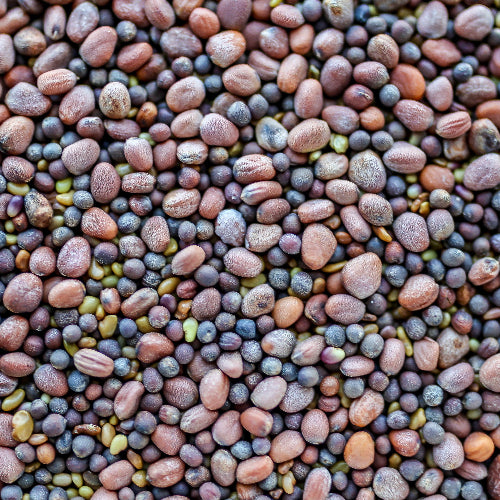 sprouting seeds
