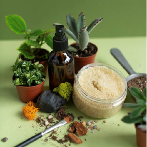 Scrub + Mist + Houseplant Potted Arrangement with PLANT!
