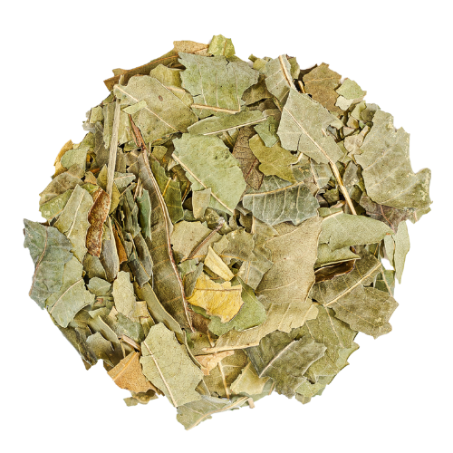neem leaf