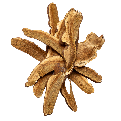 dried reishi