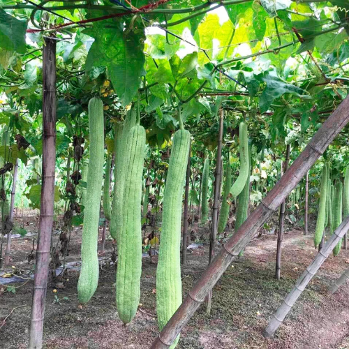 Loofah Cucumber Sponge Piece by Redecker
