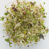 Mumm's Sprouting Seeds - Spring Salad Mix
