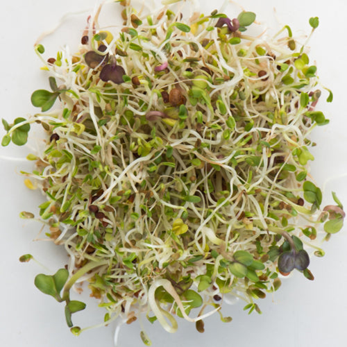 Mumm's Sprouting Seeds - Spring Salad Mix