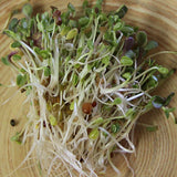 Mumm's Sprouting Seeds - Sandwich Booster