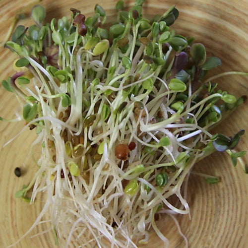 Mumm's Sprouting Seeds - Sandwich Booster
