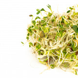 Mumm's Sprouting Seeds - Spicy Lentil Crunch