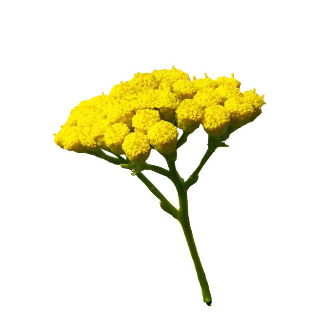 Tanacetum essential oil (Blue Tansy, wildcrafted)