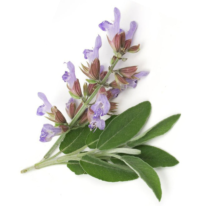 Clary Sage Hydrosol