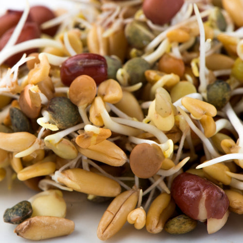 Mumm's Sprouting Seeds - Ancient Eastern Blend
