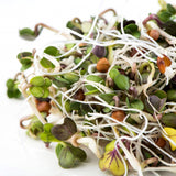 Mumm's Sprouting Seeds - Daikon Radish
