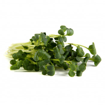 Mumm's Sprouting Seeds - Daikon Radish