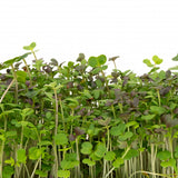 Mumm's Sprouting Seeds - Spicy Microgreen Mix
