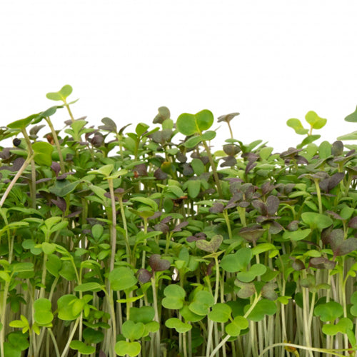 Mumm's Sprouting Seeds - Spicy Microgreen Mix